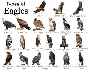 Eagle Facts, Types, Characteristics, Habitat, Diet, Adaptations