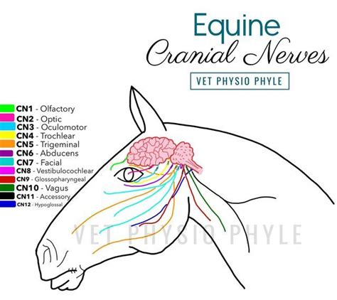 𝚅𝚎𝚝 𝙿𝚑𝚢𝚜𝚒𝚘 𝙿𝚑𝚢𝚕𝚎 On Instagram ⭐️ Equine Cranial Nerves ⭐️ The