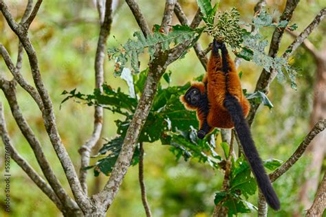 Red Ruffed Lemur Varecia Rubra Park National Andasibe Mantadia In