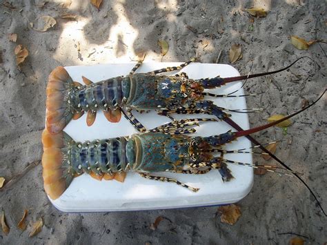 70 Free Crawfish And Crayfish Images Pixabay