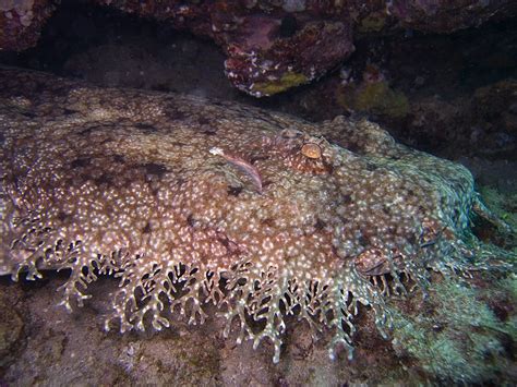 6 Fakta Hiu Wobbegong Memiliki Bentuk Tubuh Seperti Karpet