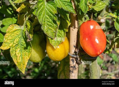 Plum Tomatoes Growing And Ripening On The Vine In A Garden In Late