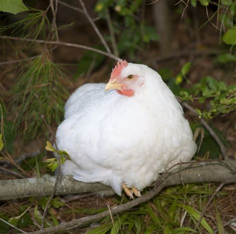 Rhode Island White Chickens Baby Chicks For Sale Cackle Hatchery