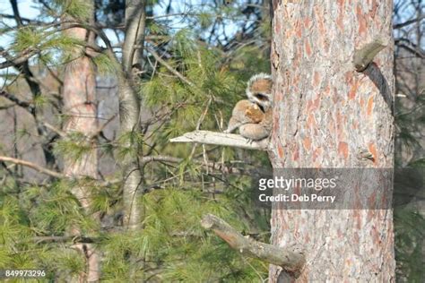 Pine Squirrels Photos And Premium High Res Pictures Getty Images