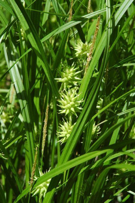 Carex Grayi Common Bur Sedge Grow Gorgeous Rain Garden Moon Nursery