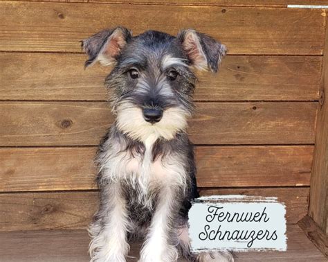 Salt And Pepper Miniature Schnauzer Puppies For Sale 2023