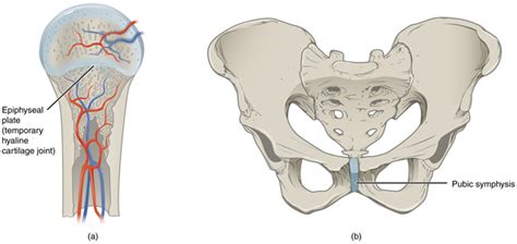 11.8 Cartilaginous Joints – Fundamentals of Anatomy and Physiology