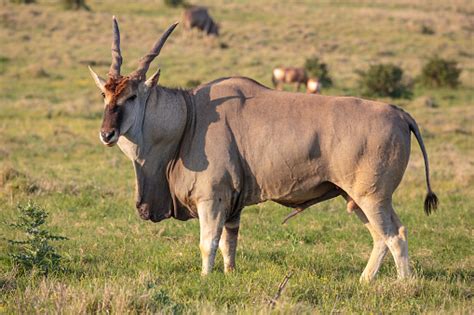 Male Eland Antelope Stock Photo Download Image Now Istock