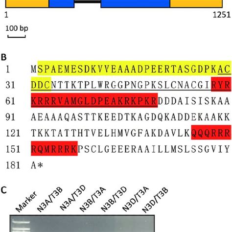 Gene Structure Amino Acid Sequence And Chromosomal Location Of