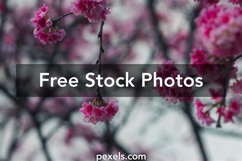 Sakura Pink Cherry Blossoms Screensavers Photos, Download The BEST Free ...