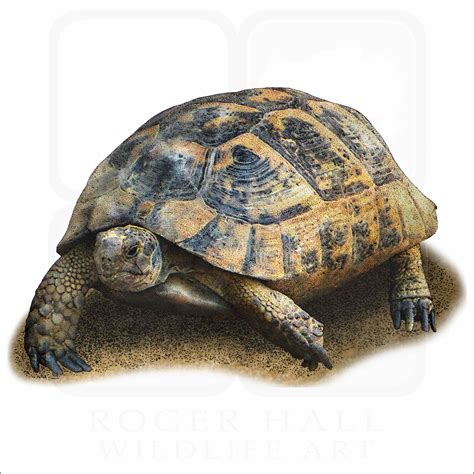 Greek Tortoise Signed Fine Art Print Inkart