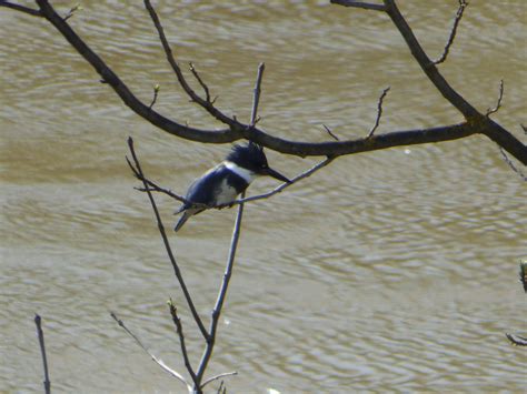 Geotripper S California Birds Belted Kingfishers At San Luis National