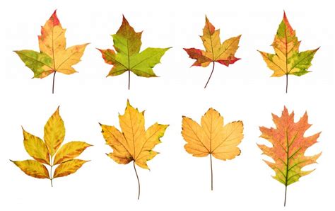 Premium Photo Colorful Autumn Leaves Set Isolated On White Background