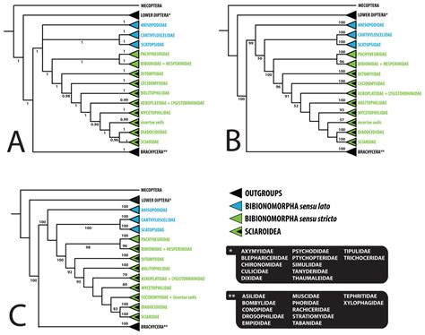 Molecular Phylogeny Of The Megadiverse Insect Infraorder Bibionomorpha