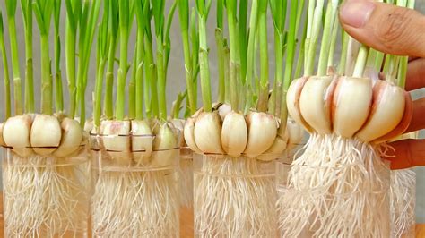 How To Grow Garlic In Plastic Bottles With Water For Many Bulbs And