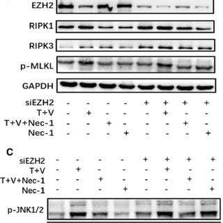 EZH2 Regulated The RIP1RIP3 Associated Necroptosis Via The JNK Pathway