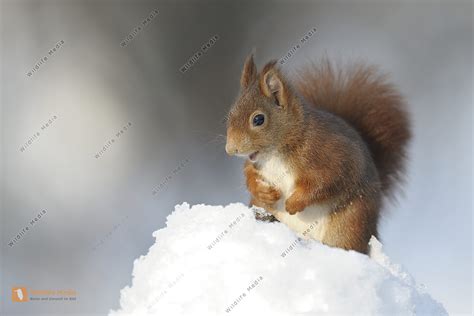 Eichhörnchen Sciurus Vulgaris Bild Bestellen Naturbilder Bei Wildlife