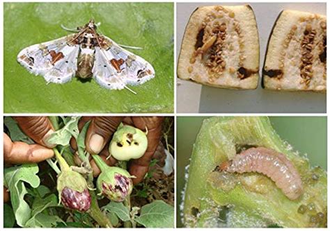 Leucinodes Orbonails Brinjal Fruit Shoot Borer Pheromone Lure Sk Agrotech