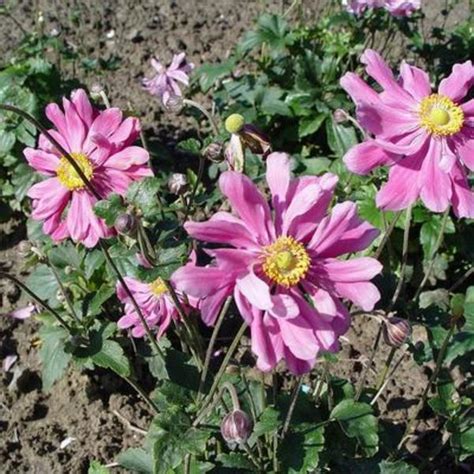 Herfstanemoon Anemone Hupehensis Prinz Heinrich Vaste Planten