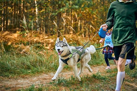 exercices de canicross, chien husky sibérien courant avec des enfants