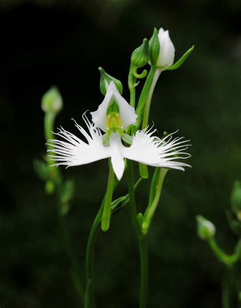 White Egret Orchid Kusamono Gardens