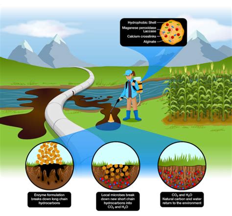 Eco Friendly Highly Effective Bioremediation Of Persistent