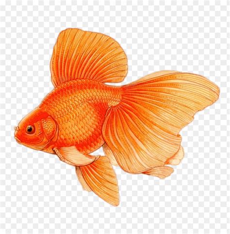 Goldfish Drawing