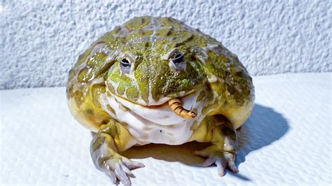 African Bullfrog Eating Worms Asmr Live Feeding Youtube