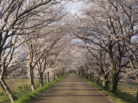 桜のトンネル By Kazuちゃん （id：9477207） 写真共有サイトphotohito