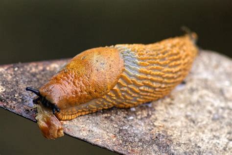 Premium Photo | Close-up of a slug