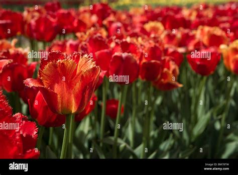 Tulip Time Festival Dutch Holland Michigan In Usa Field Of Fringed