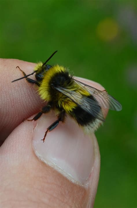 Identifying White Tailed Bumblebees Natural History Society Of