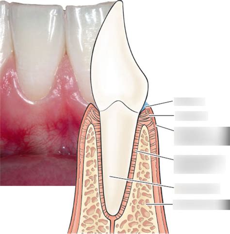 healthy periodontium Diagram | Quizlet