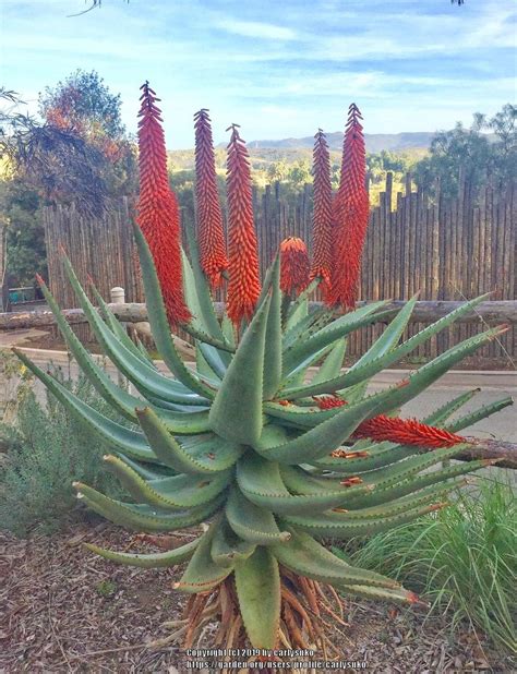 Aloes Plant Care And Collection Of Varieties