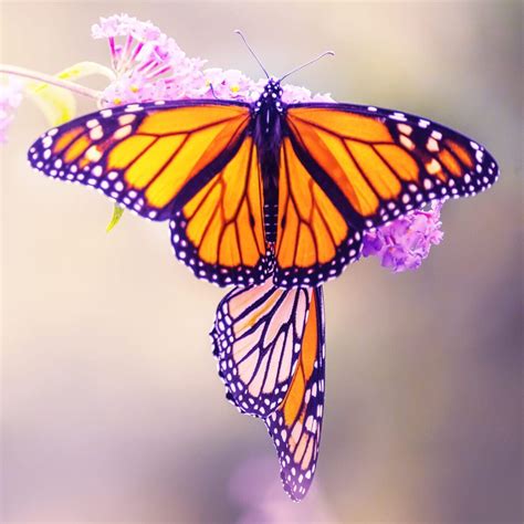 Shop for Butterfly Raising Kits and Live Butterflies in Canada