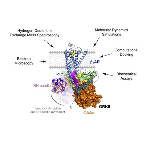 Structural And Functional Analysis Of A Adrenergic Receptor Complex