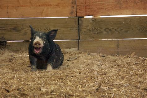 Berkshire Pig Photograph by Bonnie Sue Rauch - Pixels