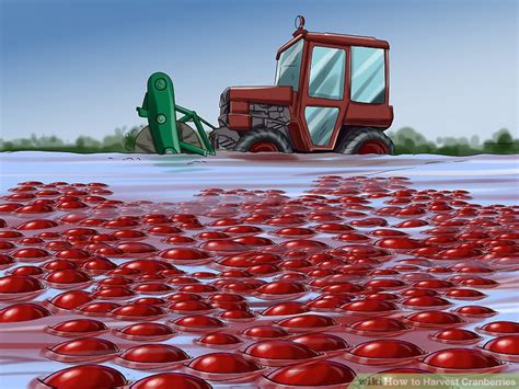 How To Harvest Cranberries 11 Steps With Pictures Wikihow