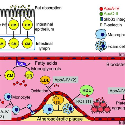 The Metabolism Of Apoa Iv Containing Lipoproteins And Possible