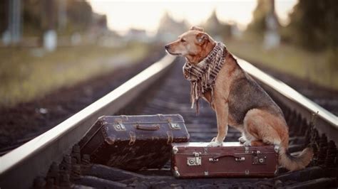 Safety Tips for Traveling with Pets