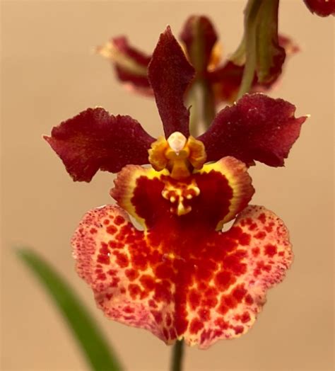 Tolumnia Jairak Flyer Sahara Plantae Orchids And Rare Plants