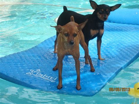 Min Pin Dog Days Of Summer With Tiki And Jake Min Pin Dogs Mini