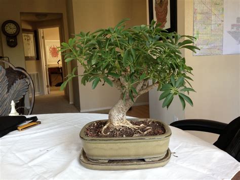 Top Bonsai Umbrella Tree Of All Time The Ultimate Guide Earthysai