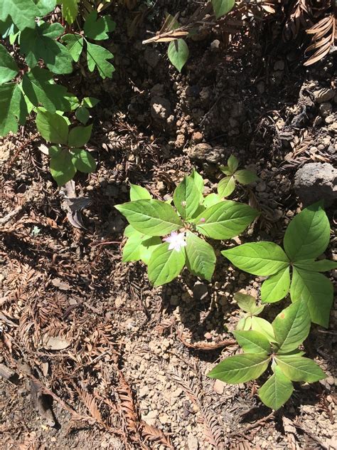 Western Starflower From Trione Annadel State Park Kenwood Ca Us On