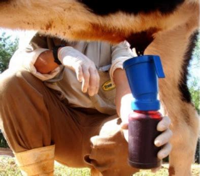 Como manter boas práticas de manejo de bezerras leiteiras Blog A