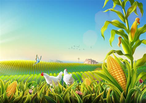 Farm Chicken :: Behance