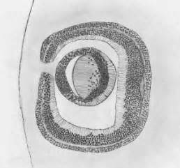 2012 Group Project 5 - Embryology