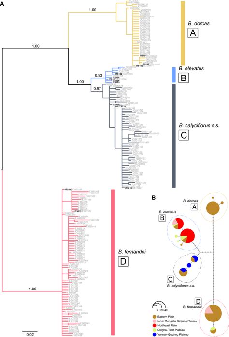 A The Bayesian Phylogenetic Trees Of The Its Region Bp Of