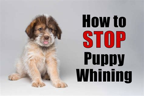 How to Stop Puppy Whining and Prevent Separation Anxiety