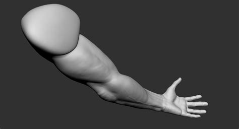 Human Muscular Arm 2019 3d Model Turbosquid 1440054